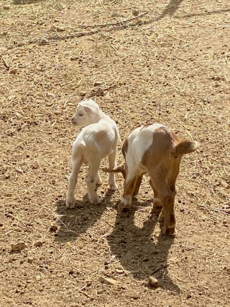 Venta de chivo en pie (promedio 10 kg)