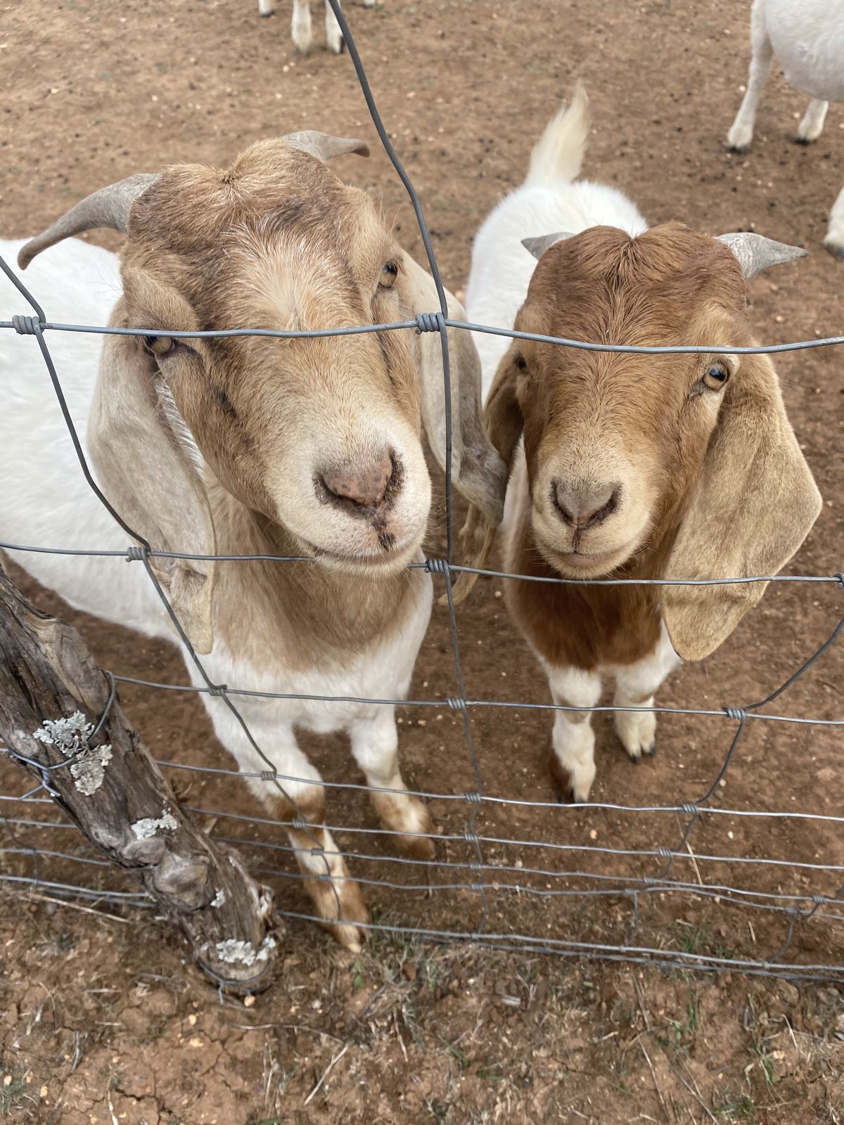 Venta de carne de chivo